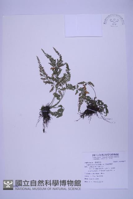 尖葉鐵角蕨藏品圖，第1張