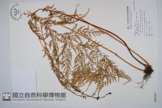 烏蕨藏品圖，第1張