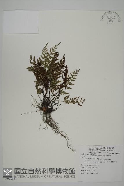 深山鐵角蕨藏品圖，第1張