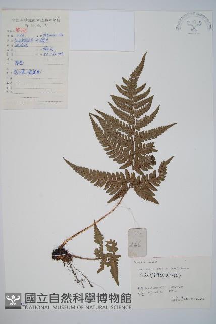 太平鱗毛蕨藏品圖，第1張