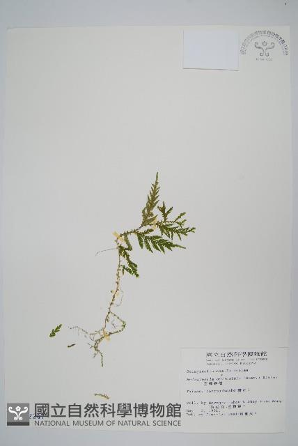 全緣卷柏藏品圖，第1張