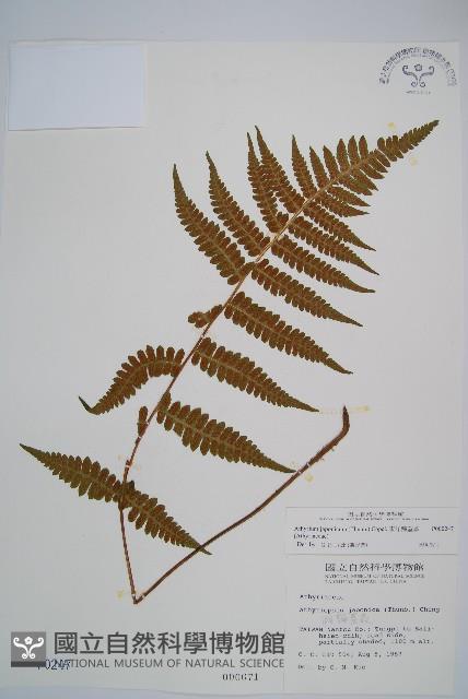 東洋蹄蓋蕨藏品圖，第1張