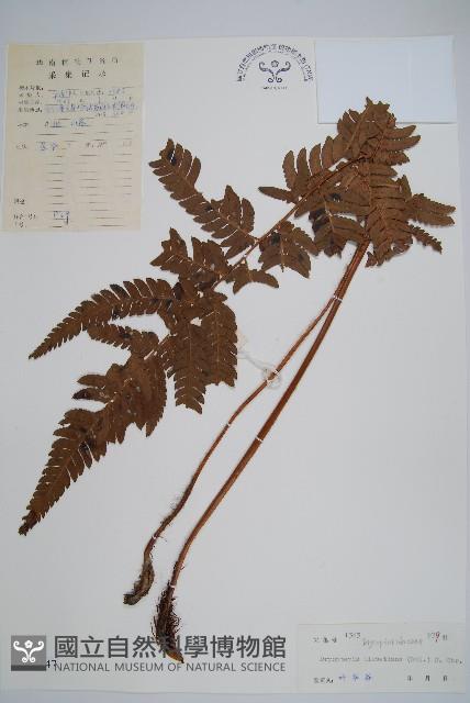 兩色鱗毛蕨藏品圖，第1張