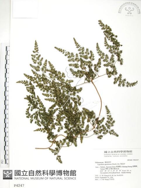 海金沙藏品圖，第1張