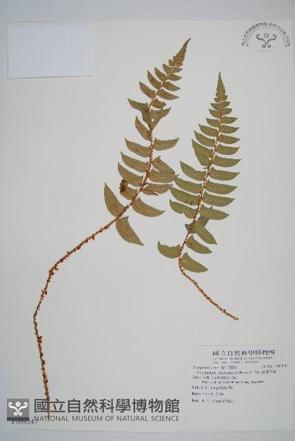 鞭葉耳蕨藏品圖，第1張