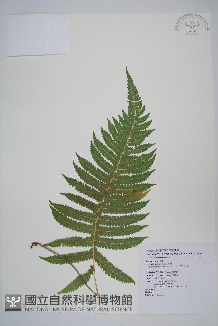 密毛毛蕨藏品圖，第1張