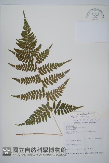 阿里山蹄蓋蕨藏品圖，第1張