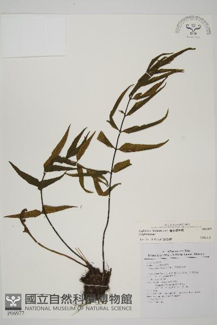 鐮葉鐵角蕨藏品圖，第1張