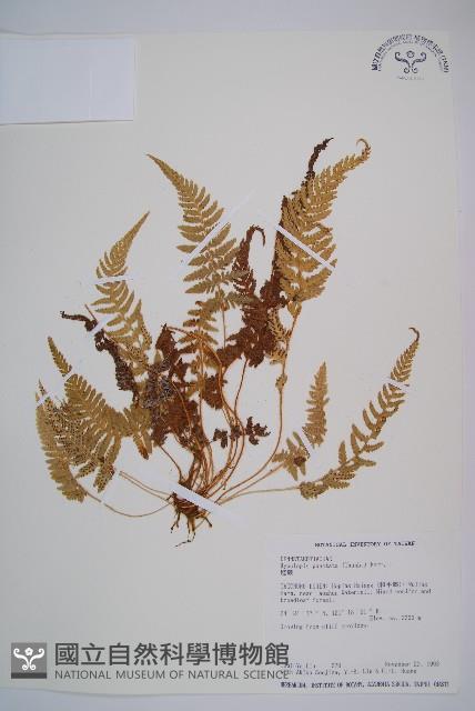 Accession Number:P002977 Collection Image, Figure 1, Total 5 Figures