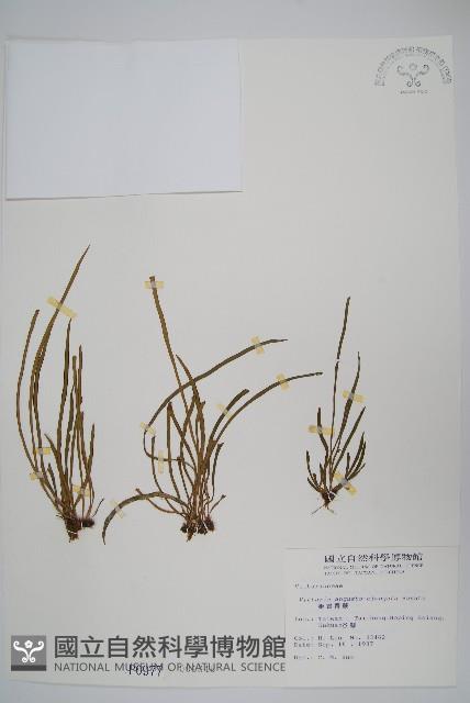 姬書帶蕨藏品圖，第1張