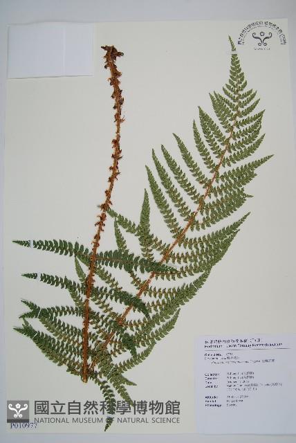 黑鱗耳蕨藏品圖，第1張