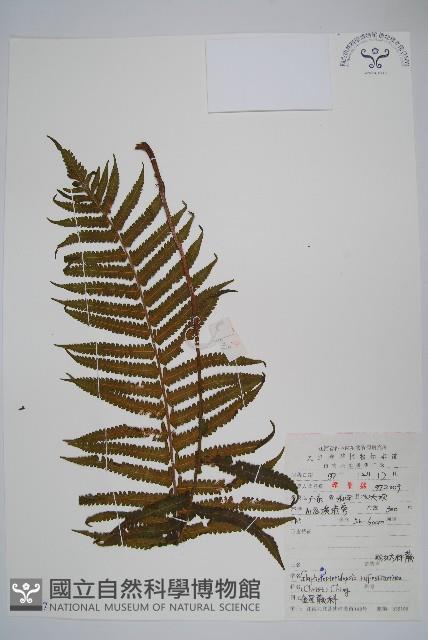 粉紅方桿蕨藏品圖，第1張