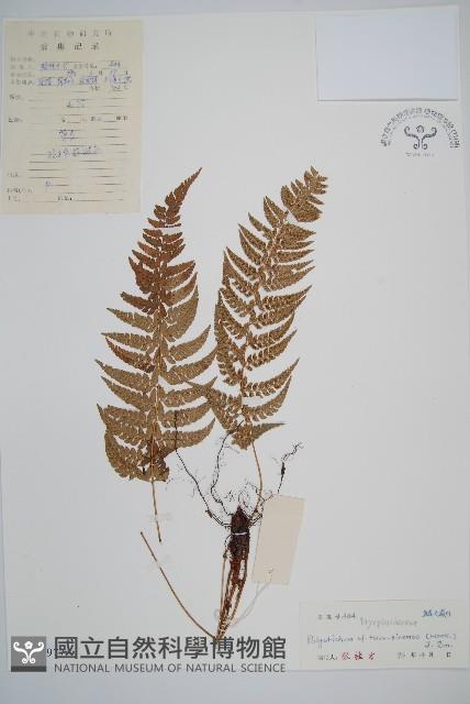 馬祖耳蕨藏品圖，第1張