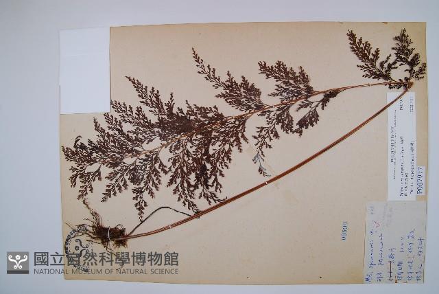 烏蕨藏品圖，第1張