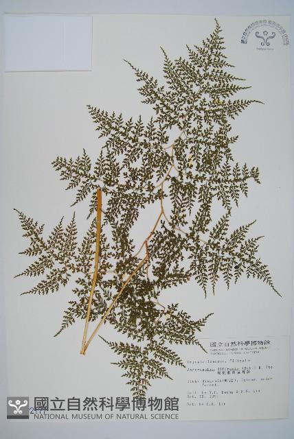 彎柄假複葉耳蕨藏品圖，第1張