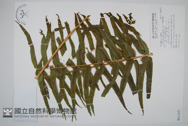 長葉腎蕨藏品圖，第1張