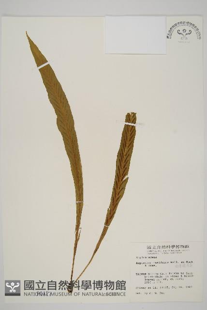 劍葉鐵角蕨、箭葉鐵角蕨藏品圖，第1張