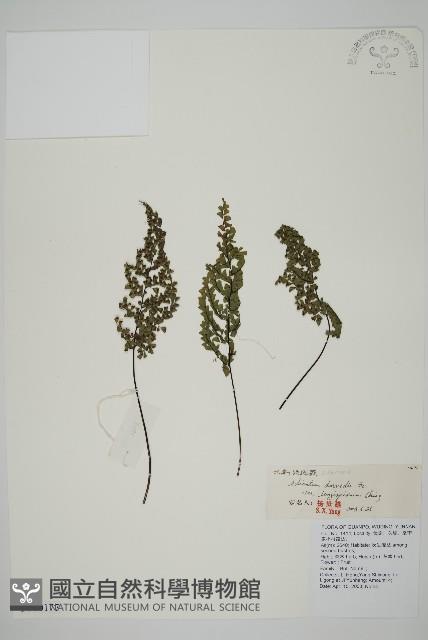 長刺鐵線蕨藏品圖，第1張