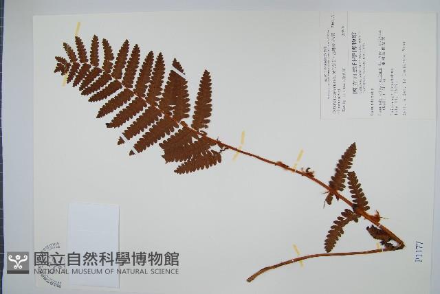 絨假紫萁、台灣絨假紫萁藏品圖，第1張