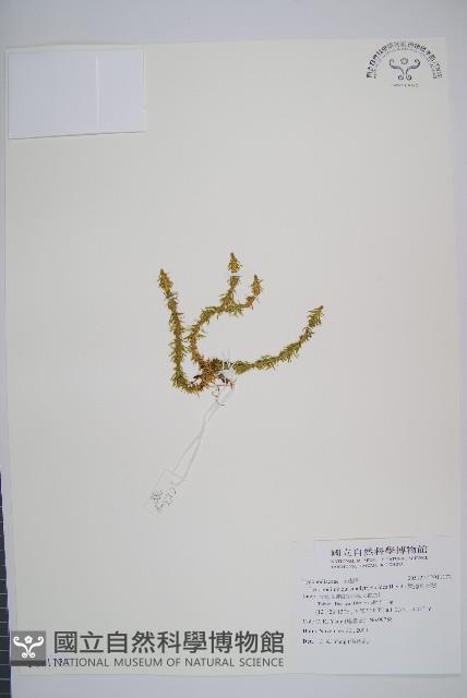 反捲葉石松藏品圖，第1張