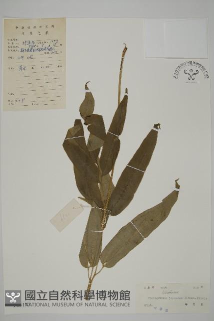 日本鳳丫蕨藏品圖，第1張