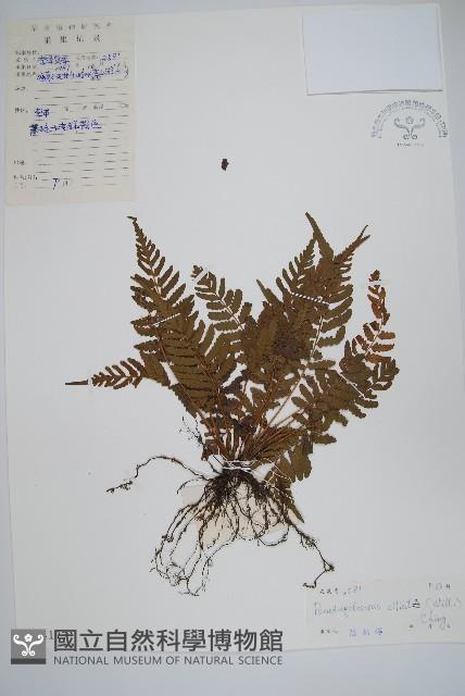 溪邊假毛蕨藏品圖，第1張