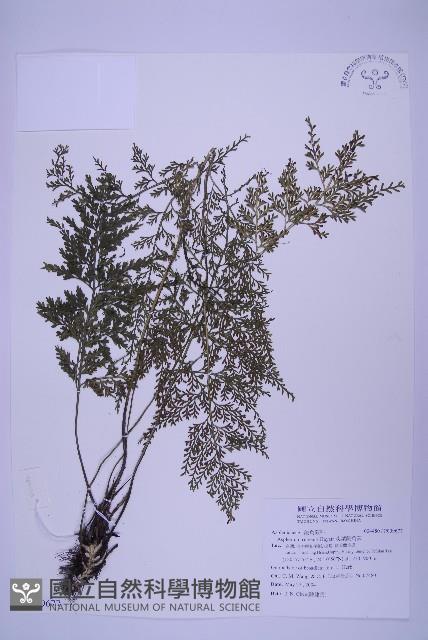 尖葉鐵角蕨藏品圖，第1張