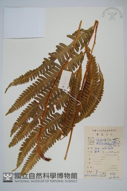 溪鳳尾蕨藏品圖，第1張