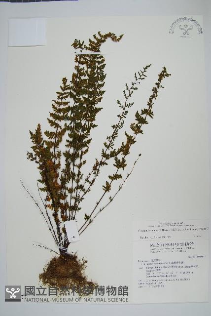 細葉碎米蕨藏品圖，第1張