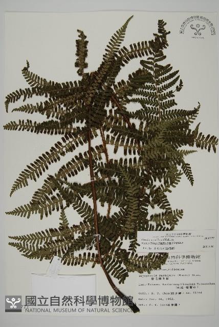 Accession Number:P002777 Collection Image, Figure 1, Total 5 Figures