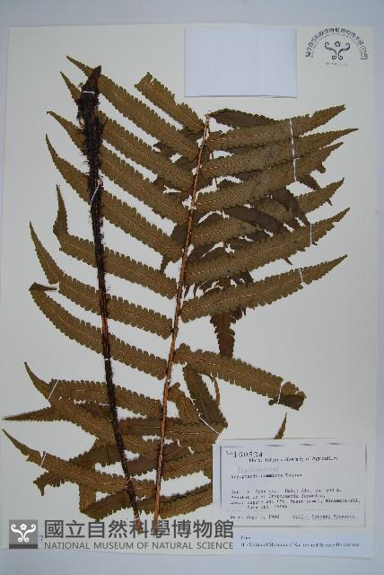 登錄號:P012777藏品圖，第1張