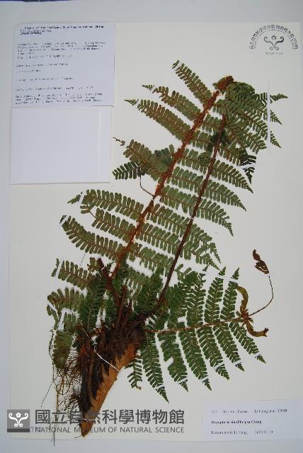 密鱗鱗毛蕨藏品圖，第1張