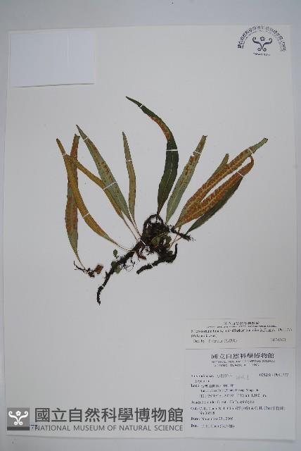 波氏星蕨藏品圖，第1張