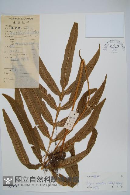 橢圓線蕨藏品圖，第1張