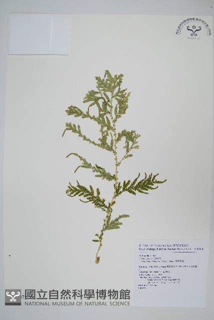 全緣卷柏藏品圖，第1張