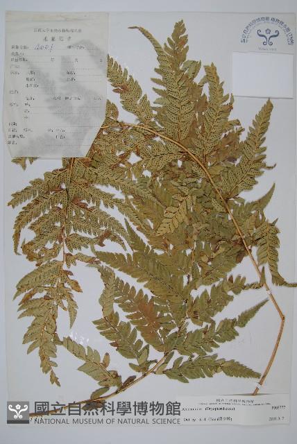 登錄號:P003777藏品圖，第1張