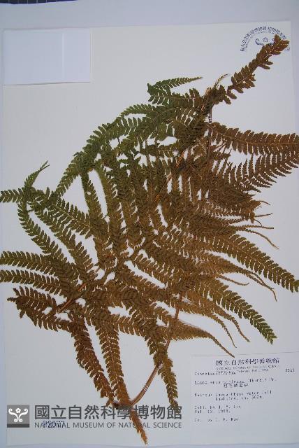 粗毛鱗蓋蕨藏品圖，第1張