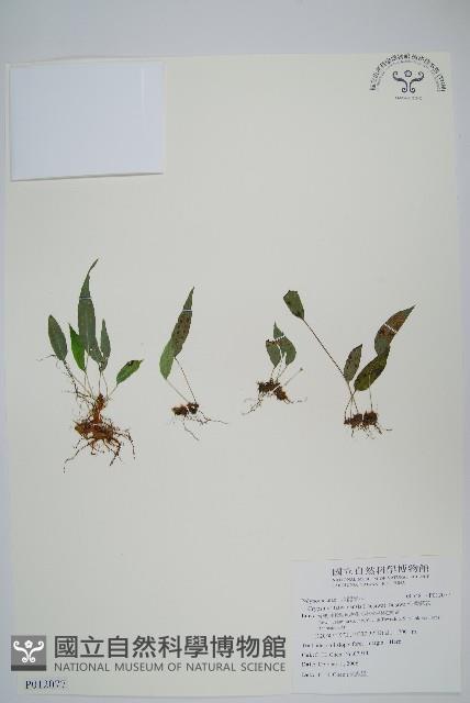 Accession Number:P012077 Collection Image, Figure 1, Total 2 Figures