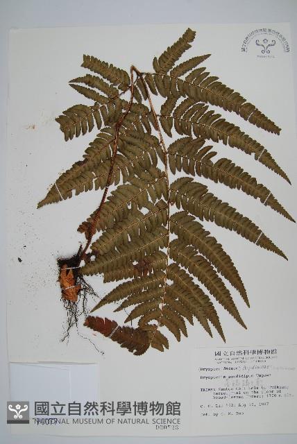 落鱗鱗毛蕨藏品圖，第1張