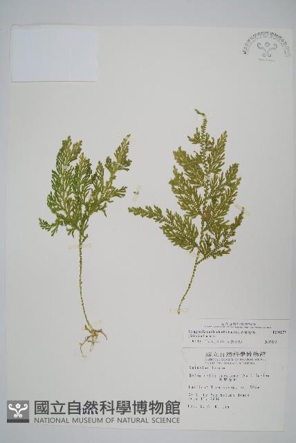 Accession Number:P001077 Collection Image, Figure 1, Total 2 Figures