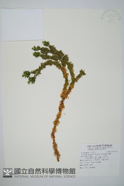 登錄號:P011077藏品圖，第1張