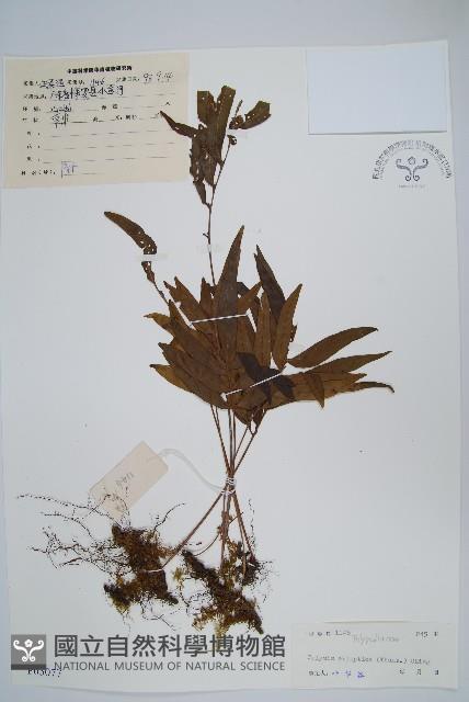 橢圓線蕨藏品圖，第1張