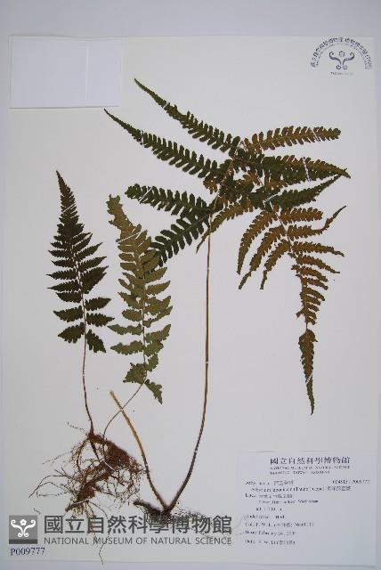 東洋蹄蓋蕨藏品圖，第1張