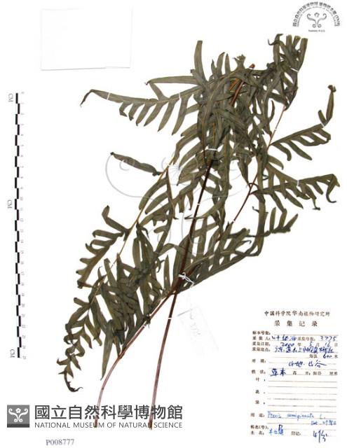 半邊羽裂鳳尾蕨藏品圖，第1張