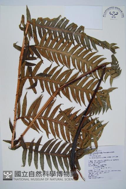 生芽狗脊蕨、頂芽狗脊蕨藏品圖，第1張