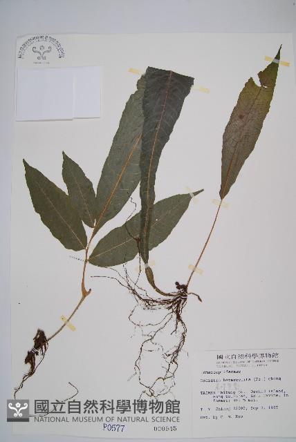 尾葉實蕨藏品圖，第1張