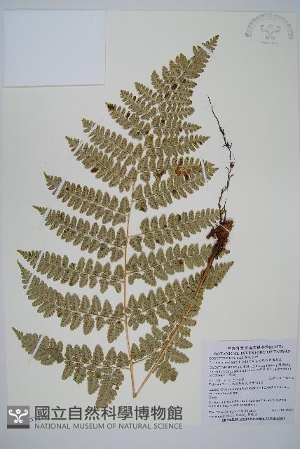 哈氏假複葉耳蕨藏品圖，第1張