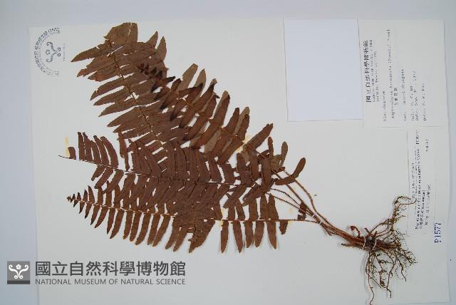 毛葉腎蕨藏品圖，第1張