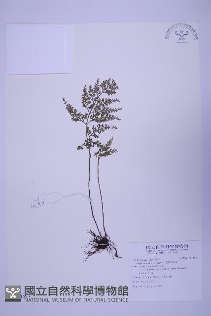 尖葉鐵角蕨藏品圖，第1張