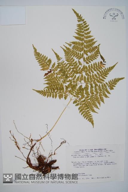 毛苞擬複葉耳蕨藏品圖，第1張